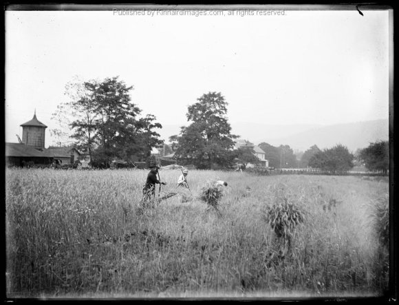 BK 122 Harvesting Wheat