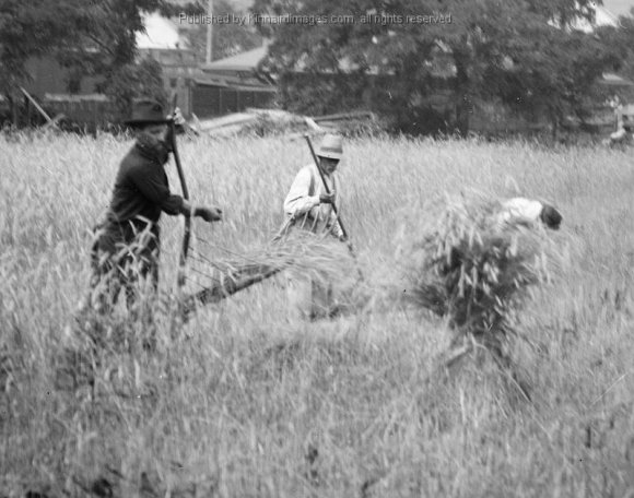 BK 122D Harvesting Wheat