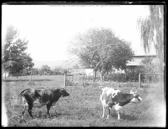 BK 143 Farm Scene