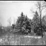 BK 204 Pine Trees and Snow