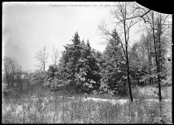 BK 204 Pine Trees and Snow