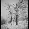 BK 211 Betrothal Tree in WInter