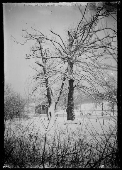 BK 211 Betrothal Tree in WInter