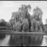 BK 214 Willow Tree