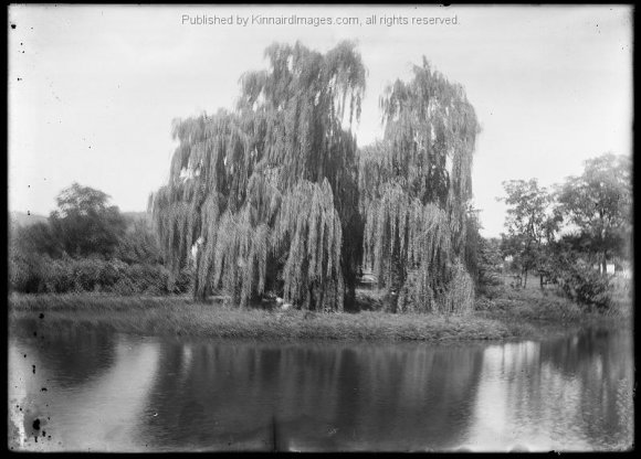 BK 214 Willow Tree