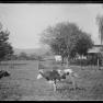 BK 52 Farm Scene