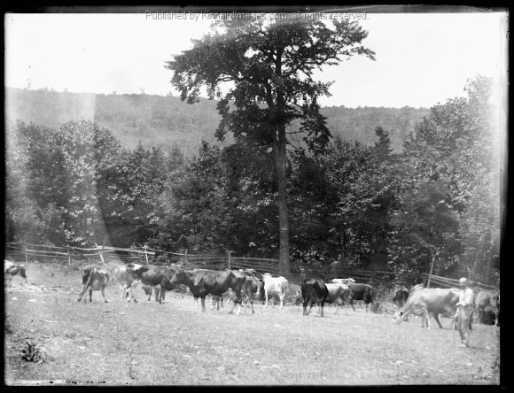 BK 79 Farm Scene