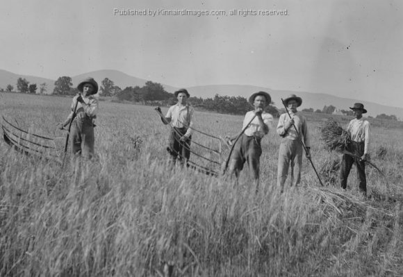 BK 93B Wheat Harvest