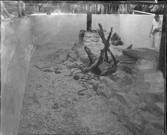 Snake Farm 004A JAK