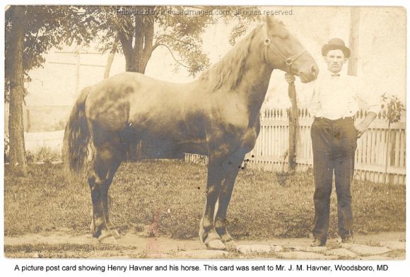 Creagerstown Henry Havner & Horse