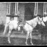 Gernand Pony 002 JAK