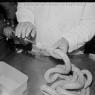 Shuff's Meats 12-1972