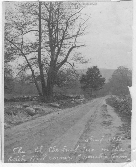 Chestnut Tree 001 RuthP