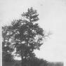 Chestnut Tree 002 RuthP