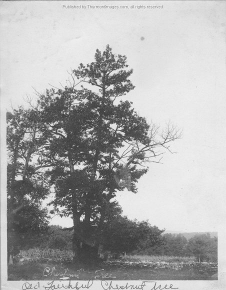 Chestnut Tree 002 RuthP