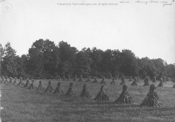 Corn Field 001 RuthP