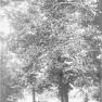 Betrothal Tree 001
