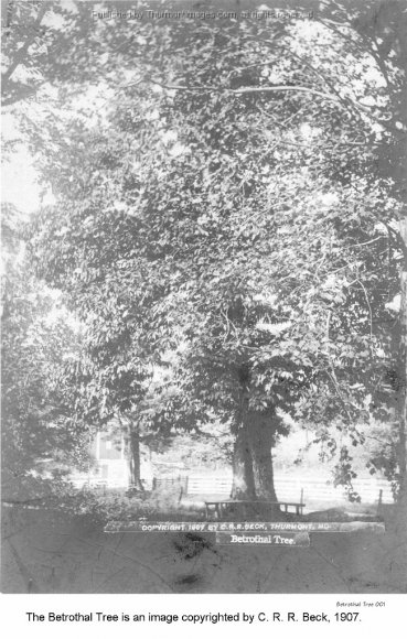 Betrothal Tree 001