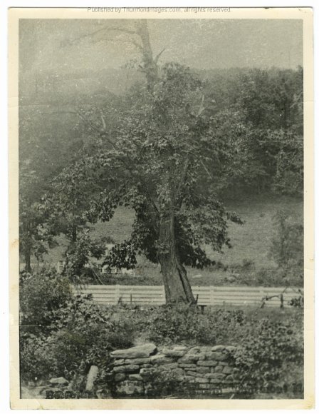 Betrothal Tree 002 THS
