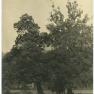 Betrothal Tree 003 JAK