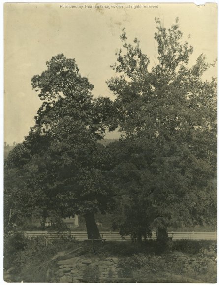 Betrothal Tree 003 JAK