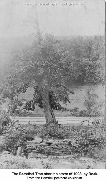 Betrothal Tree H047