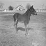 Eyler Stables Colt 1962 001 JAK