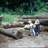 Hoke, Sawmill 019