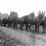 Hoke, Sawmill Six Mule Team
