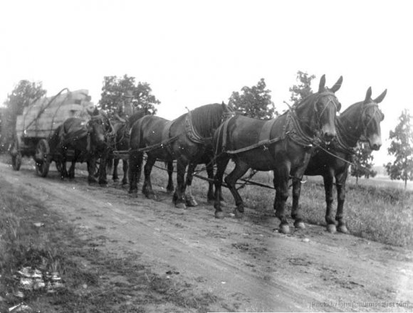 Hoke, Sawmill Six Mule Team