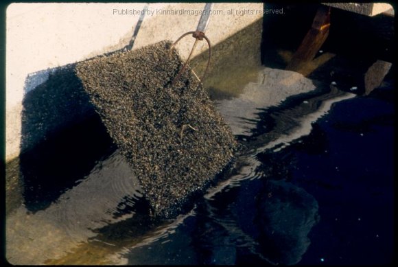 HCF Goldfish Mats with Eggs 1999