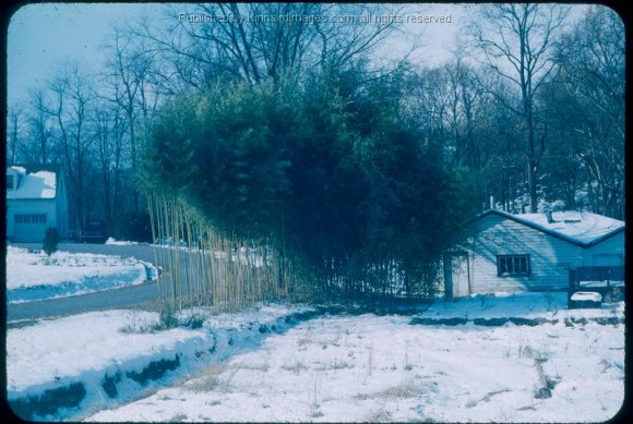 HCF Old Fish House at Furnace 1960's 002