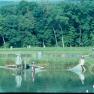 HCF Seining Fish 1989