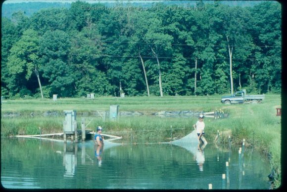HCF Seining Fish 1989