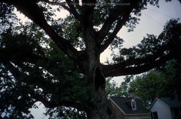 Misc_Slides_038