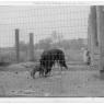 Thurmont Images D